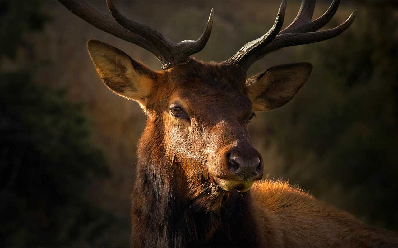 stag