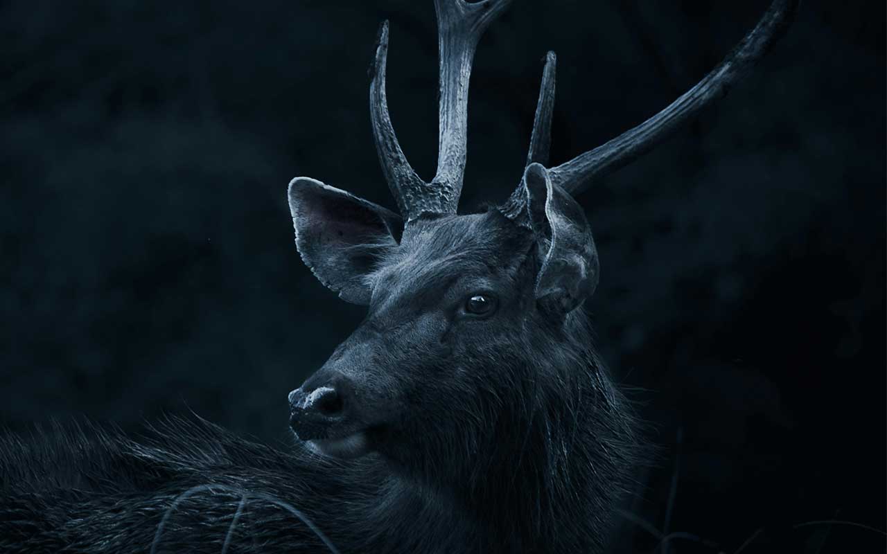 stag2