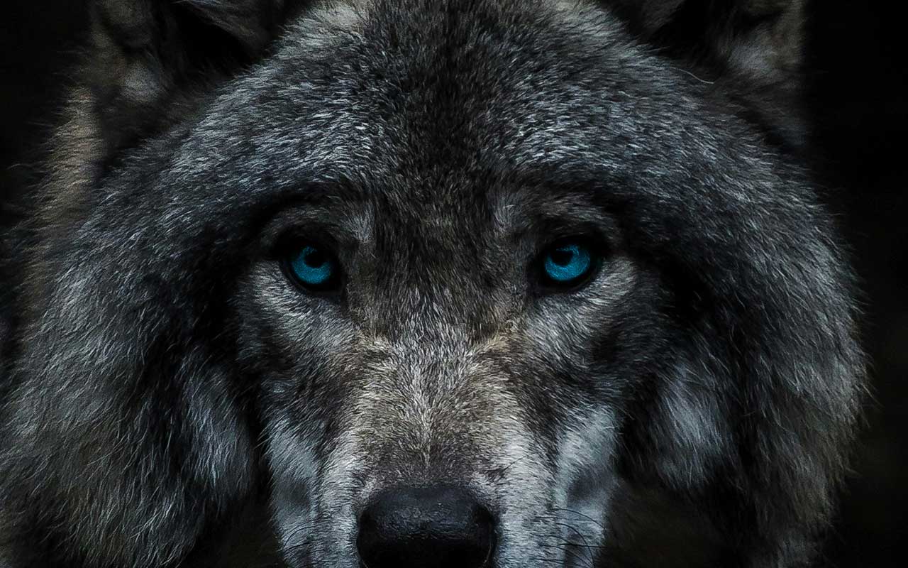 wolf